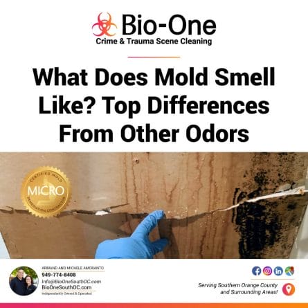 What Does Mold Smell Like? Top Differences From Other Odors -  Bio-One of South OC
