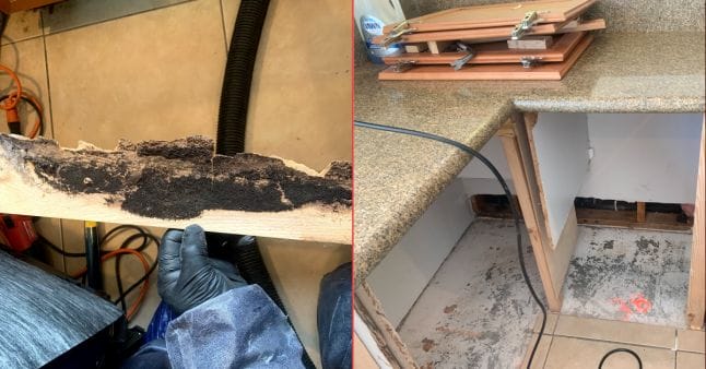 mold remediation before and after